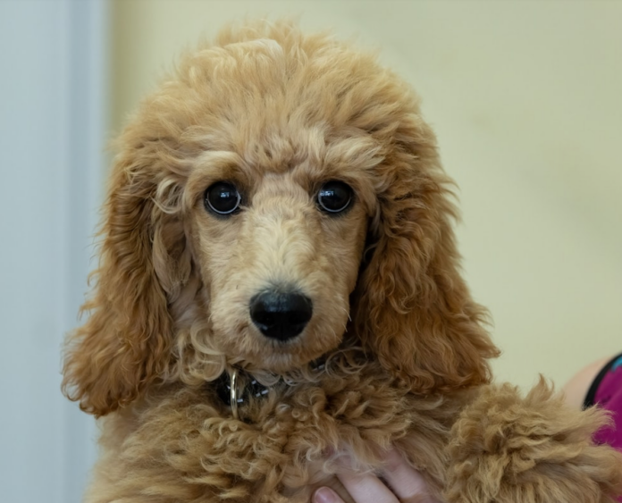 Café Au Lait Poodle: Characteristics, History, and Care Guide for Pet Owners